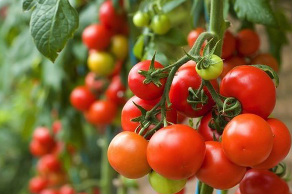 9 công dụng tuyệt vời của cà chua